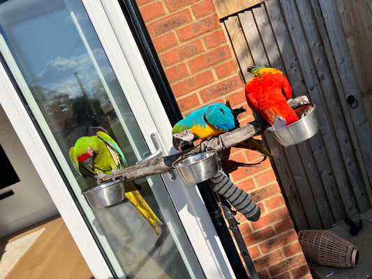 Scarlet macaw, Military Macaw & blue and gold macaw eating, Front 