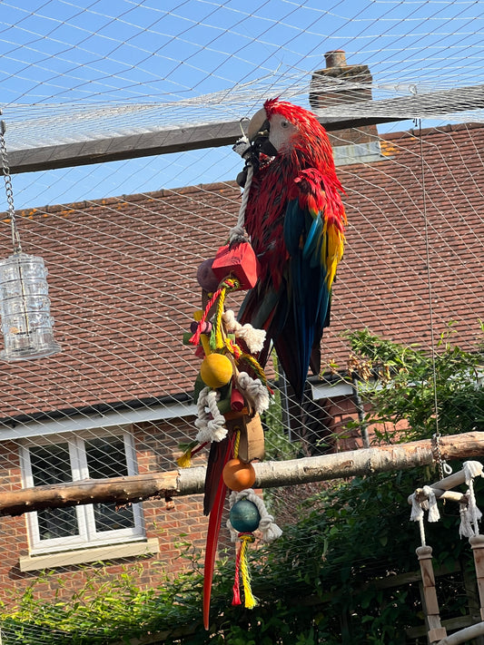 Scarlet macaw playing with toys 