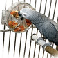 Original Foraging Wheel - Interactive Creative Parrot Toy