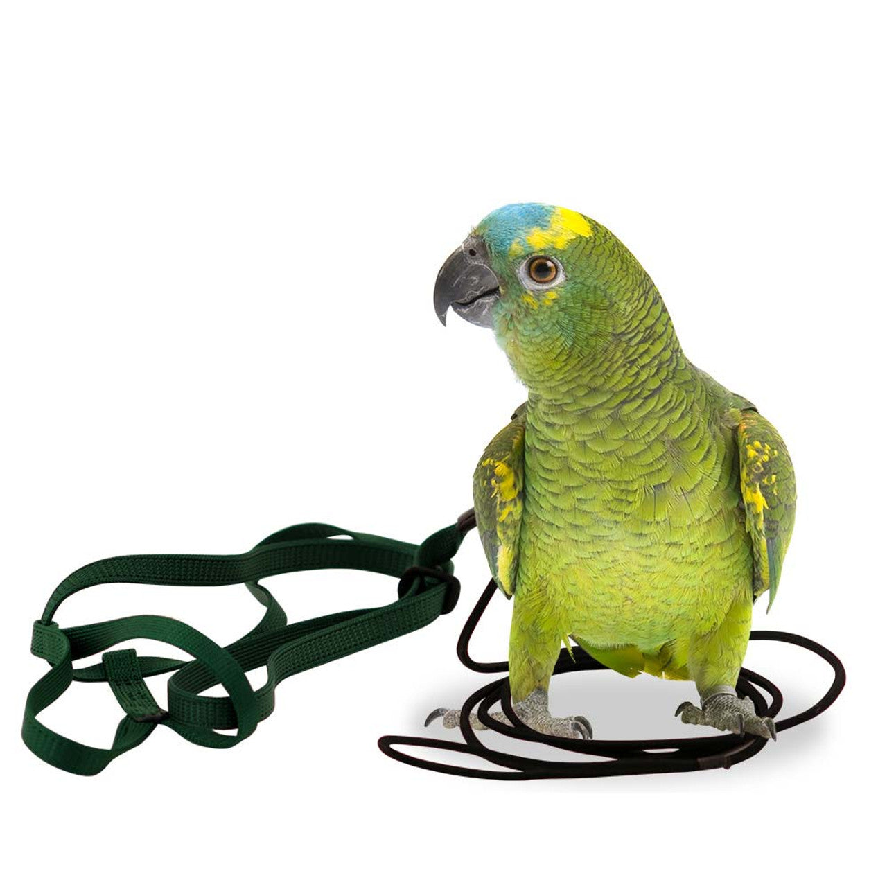 The Aviator Parrot Harness - Small