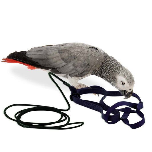 The Aviator Parrot Harness - Medium