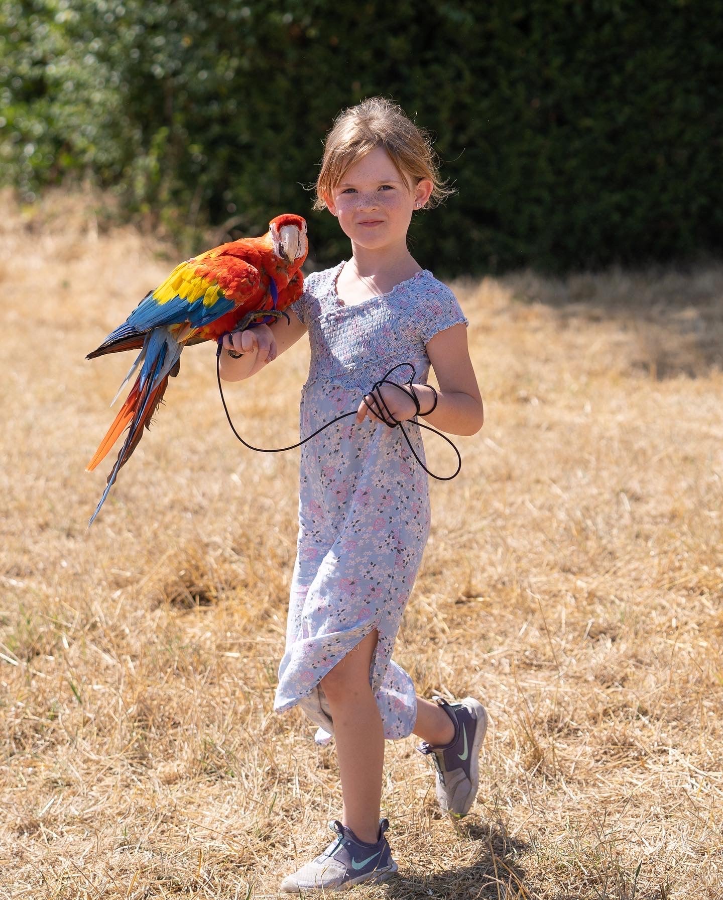 parrot on a harness 