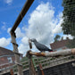 Foraging wheel, African grey, side view 