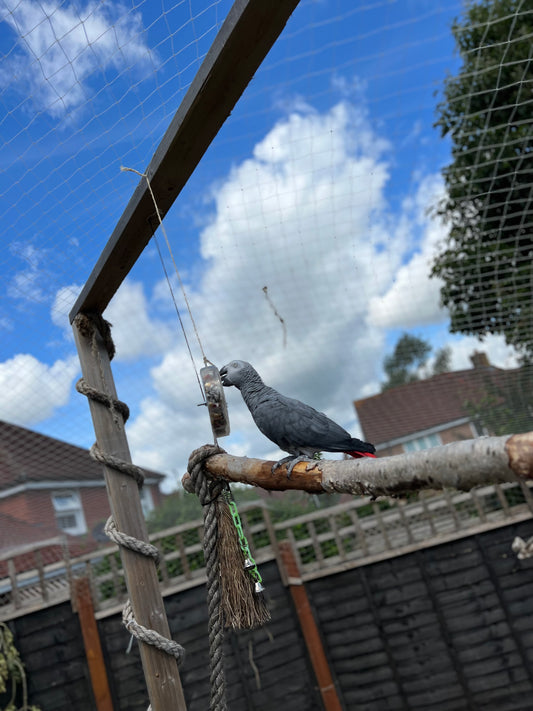 Foraging wheel, African grey, side view 